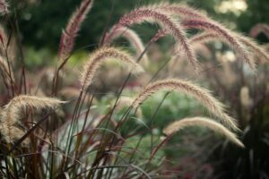 ornamental-grasses-300x200