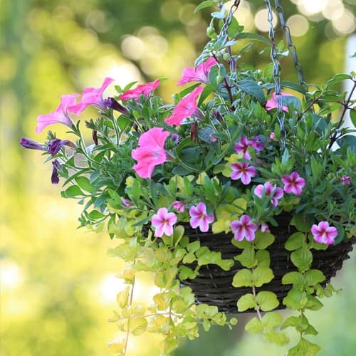 Hanging Baskets and Pots