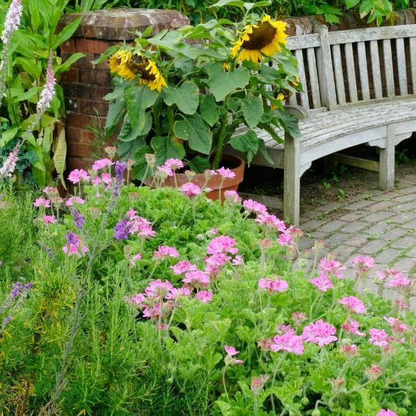 Summer Garden with Bench