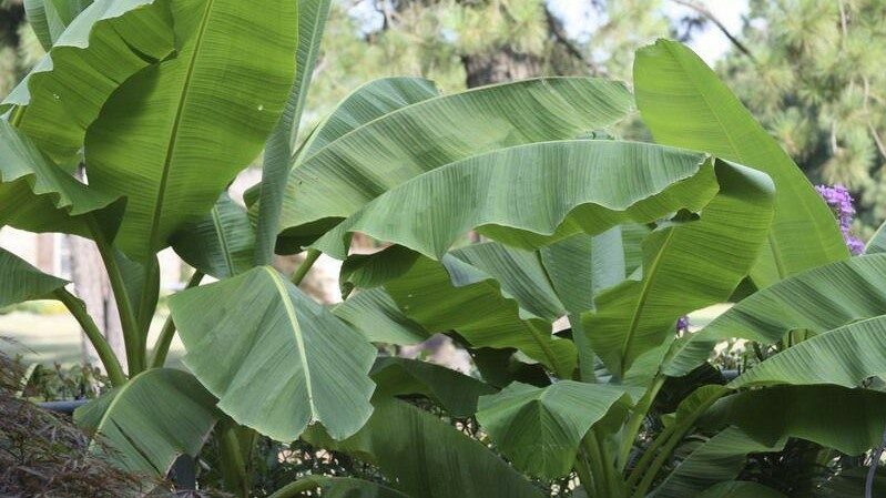 Banana-plants