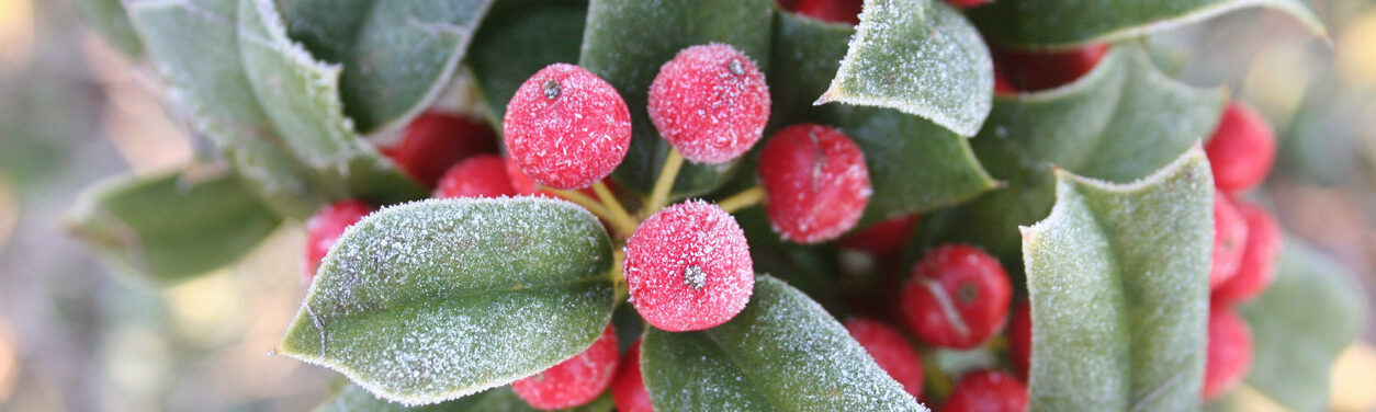 Frozen on green leaves and red berries of Holly tree.